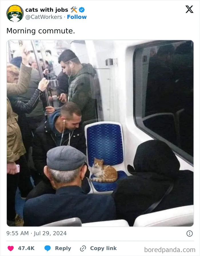 Cat With A Job