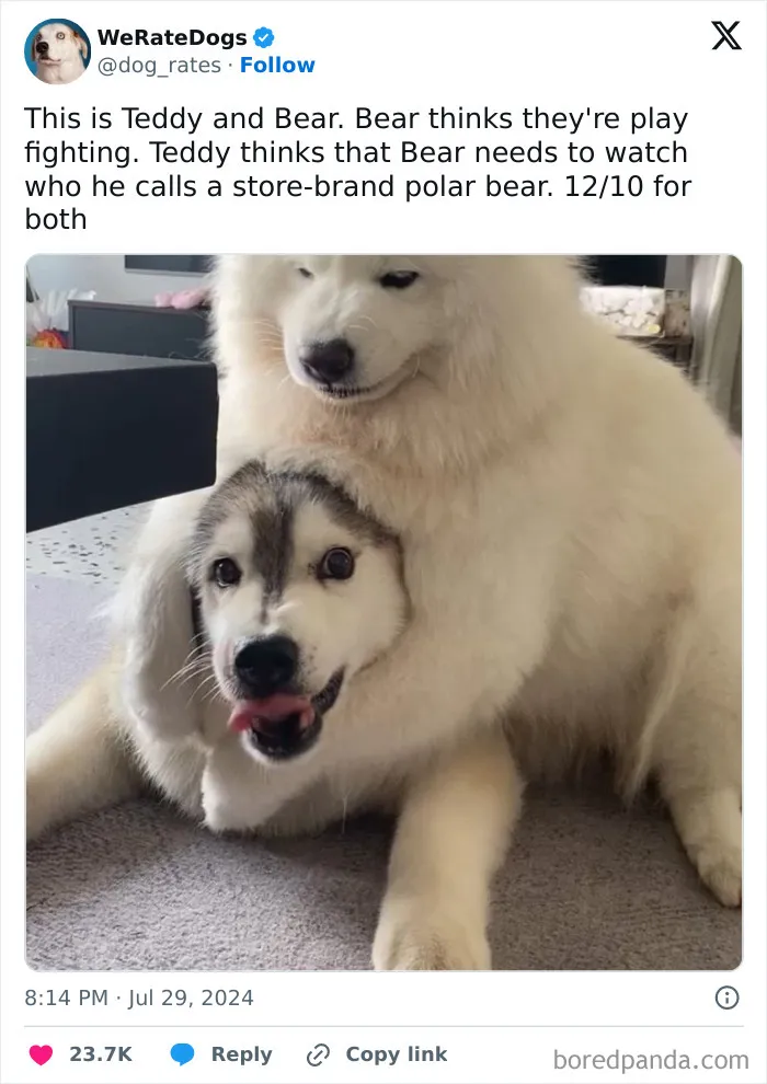 50 “Professional Dog Ratings” That Got The Best Of The Best Puppers Featured On This X Page (New Pics)