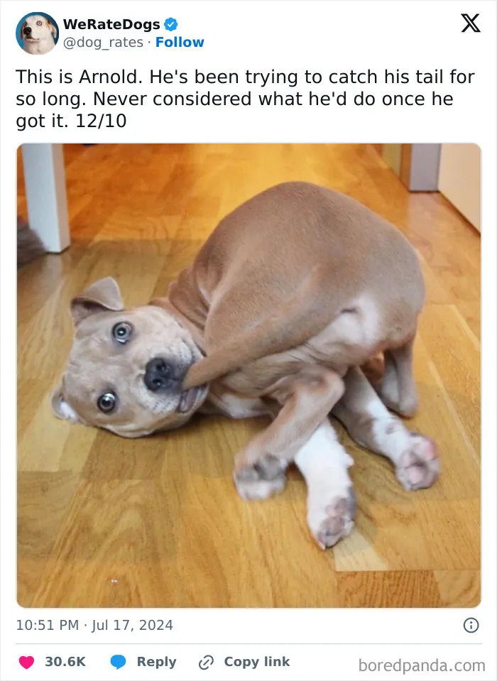 50 “Professional Dog Ratings” That Got The Best Of The Best Puppers Featured On This X Page (New Pics)