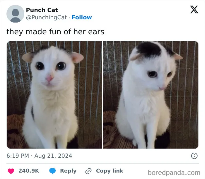 50 Hilarious Cat Memes That Capture Feline Attitude Perfectly, Courtesy Of This FB Page (New Pics)