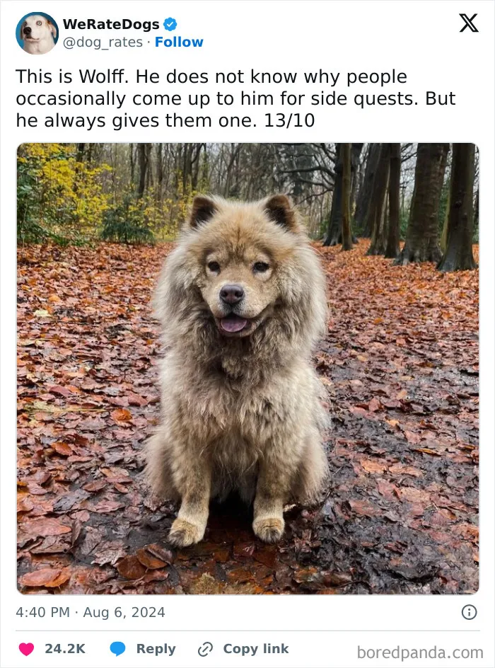 50 “Professional Dog Ratings” That Got The Best Of The Best Puppers Featured On This X Page (New Pics)