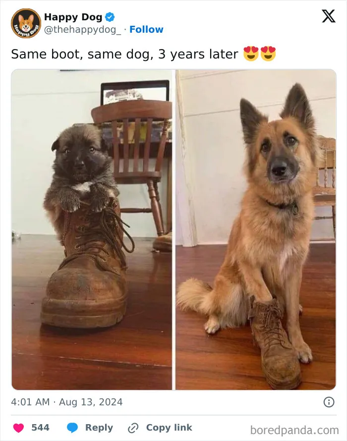 50 Of The Most Hilarious, Cute And Wholesome Posts On X About Dogs