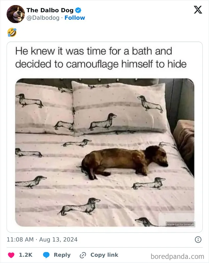 50 Of The Most Hilarious, Cute And Wholesome Posts On X About Dogs