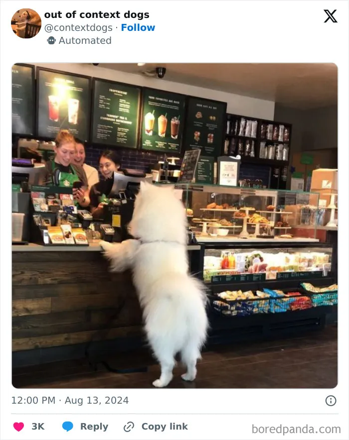 50 Of The Most Hilarious, Cute And Wholesome Posts On X About Dogs