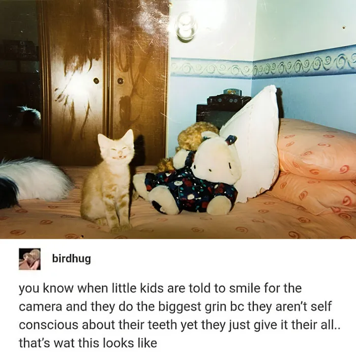 This Popular Instagram Account Shares Funny Cat Memes, And Here Are 50 Of The Very Best Ones