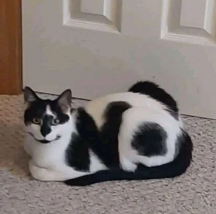 50 Hilarious Cat Memes That Capture Feline Attitude Perfectly, Courtesy Of This FB Page (New Pics)