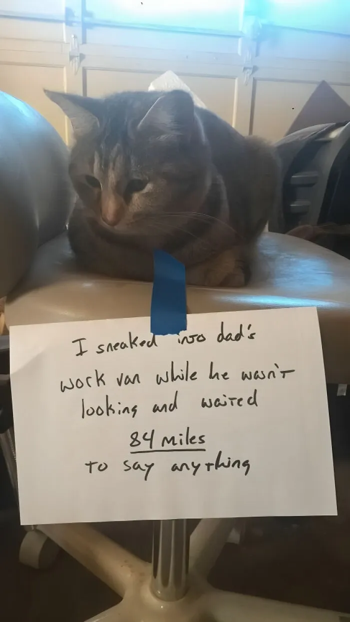 This Popular Instagram Account Shares Funny Cat Memes, And Here Are 50 Of The Very Best Ones