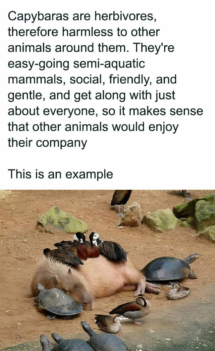 50 Adorable Animal Memes That May Give You That Serotonin Boost For Today