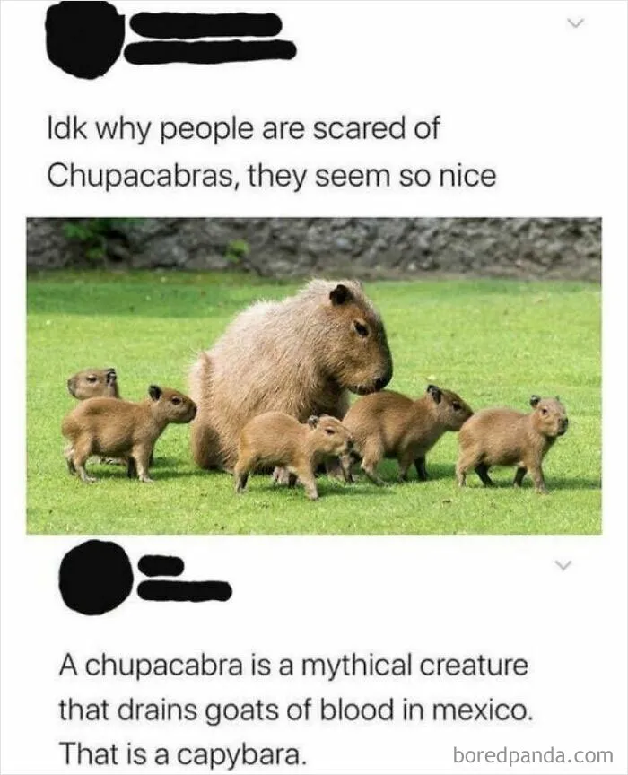 50 Funny Memes For Those Who Love A Good Giggle