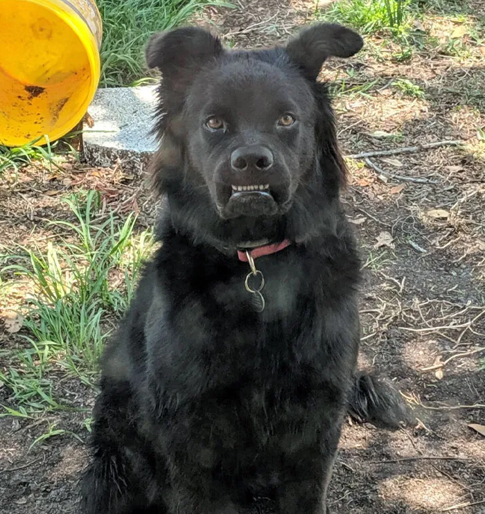 Funny animal expression: A black dog with a humorous grin, sitting outdoors beside a yellow bucket.