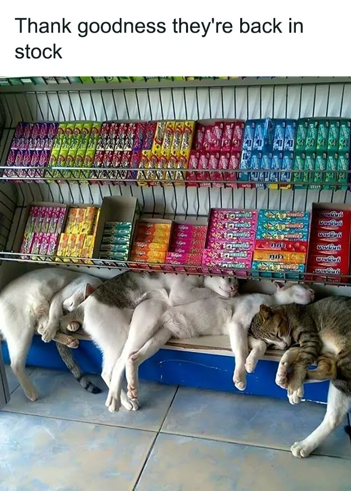 This Popular Instagram Account Shares Funny Cat Memes, And Here Are 50 Of The Very Best Ones