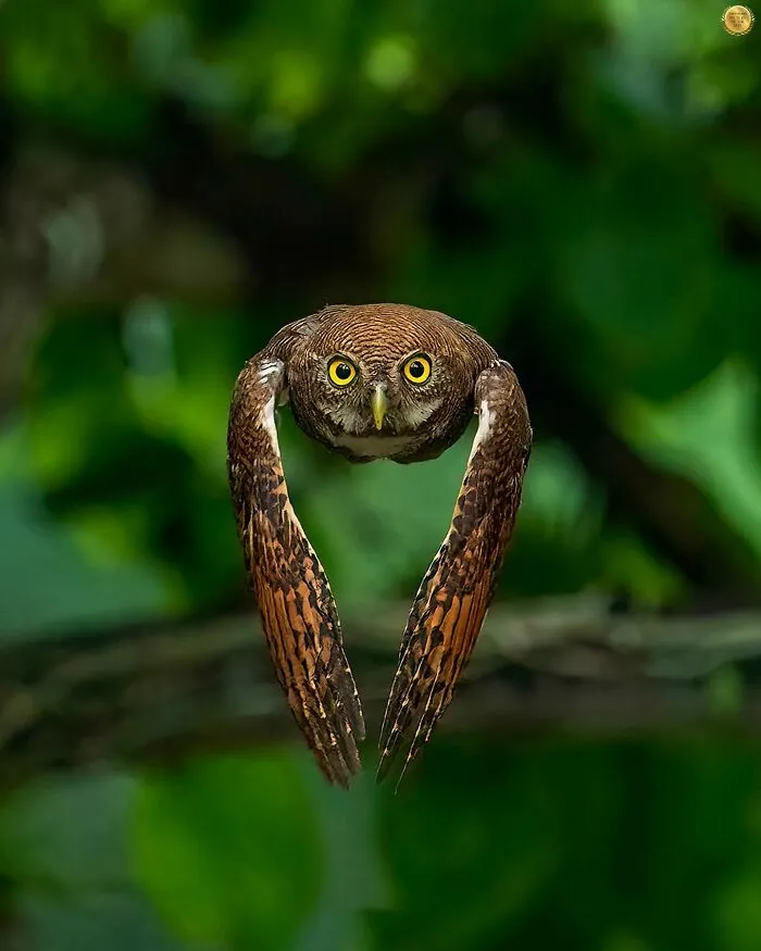 The Stare By Dipin Sreepadmam