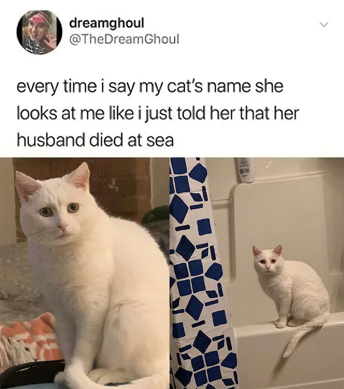 This Popular Instagram Account Shares Funny Cat Memes, And Here Are 50 Of The Very Best Ones