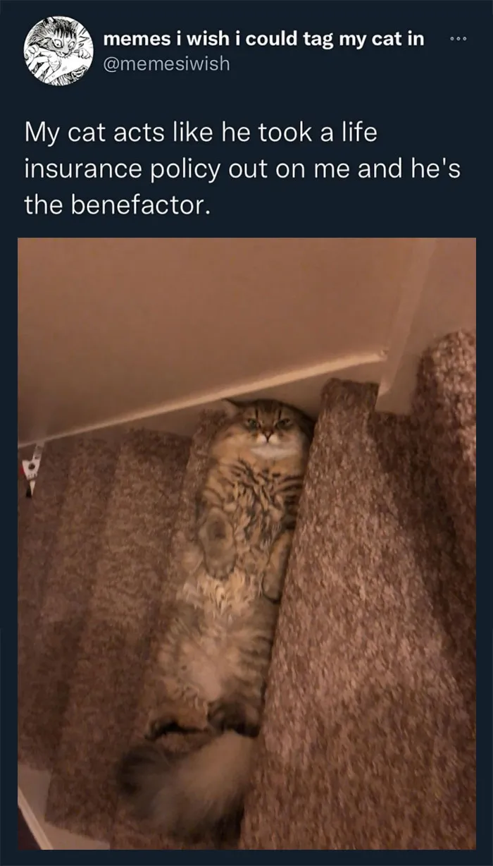 This Popular Instagram Account Shares Funny Cat Memes, And Here Are 50 Of The Very Best Ones