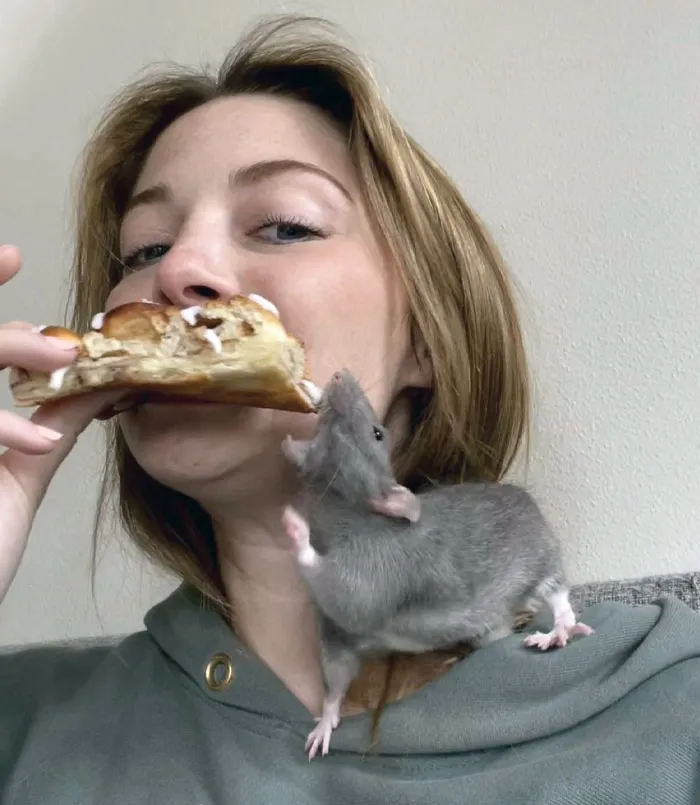 My Rat Fou Fou Is Trying To Steal My Cinnamon Roll