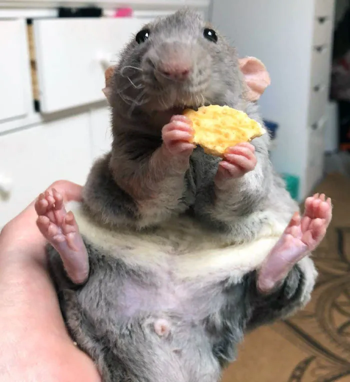 Be Aware Of This Cheese Cheddar Robber. His Last Sighting Was In Glasgow, Central Scotland. He’s Been Stealing Cheesy Cheddars Out Of The Pockets. Keep Your Cheesy Cheddars In A Safe Place