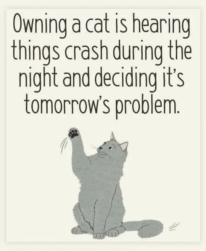 50 Hilarious Photos And Memes That Prove Cats Are The Biggest Jerks
