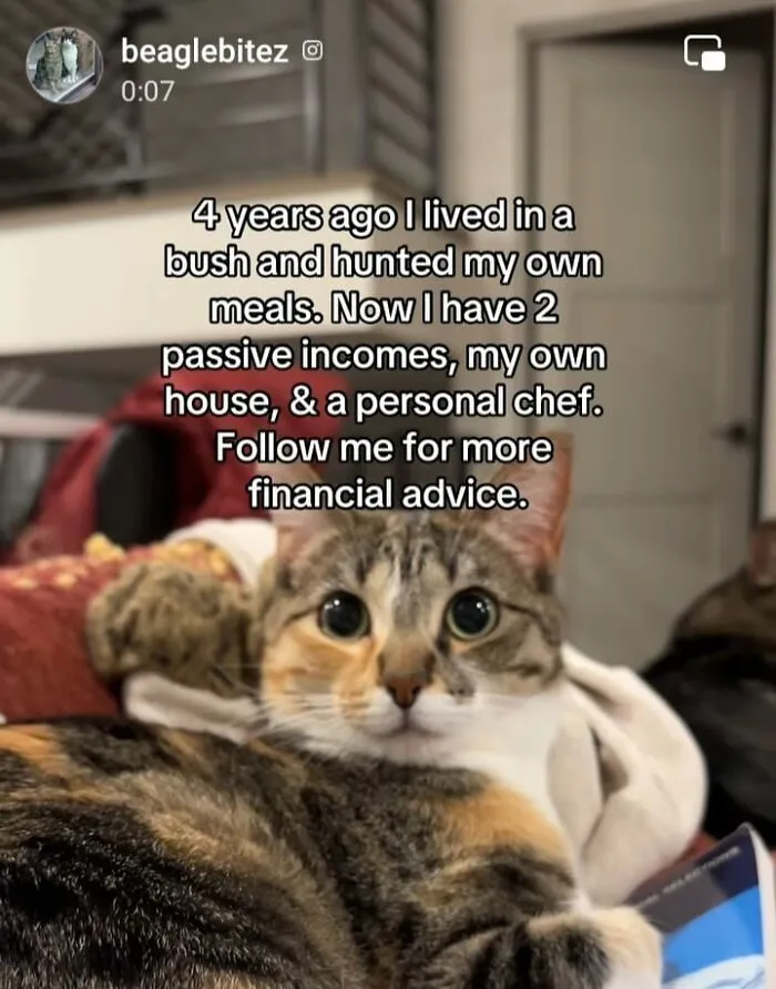50 Hilarious Cat Memes That Capture Feline Attitude Perfectly, Courtesy Of This FB Page (New Pics)