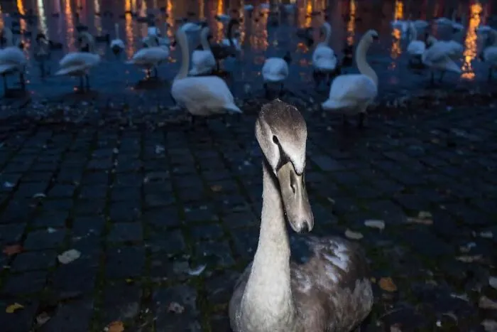 Fun Accidental Moments Captured By This Street Photographer (50 New Pics)