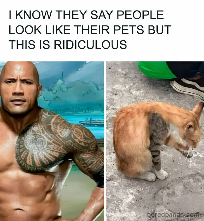 “When People Look Like Their Pets”