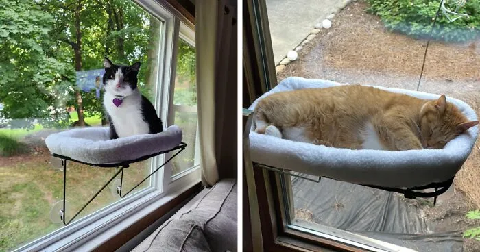 Your Pet Works Hard At Being Cute So Treat Them To These 18 Labor Day Deals
