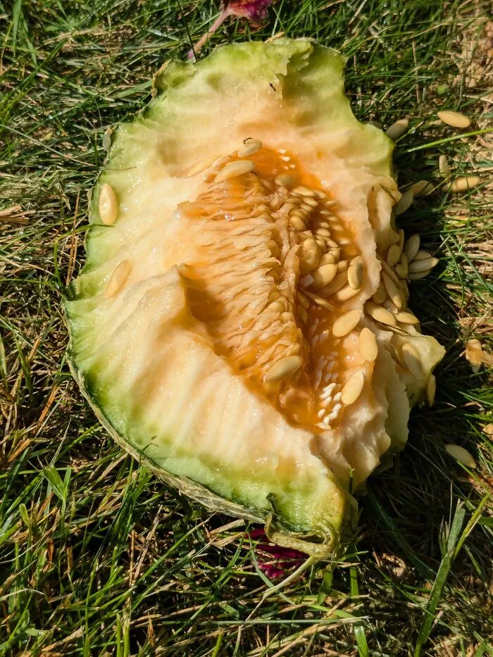 "Groundhog found my cantaloupe plants..." - <span Style="Font:inherit;color:#808080"> bound_persephone</Span>