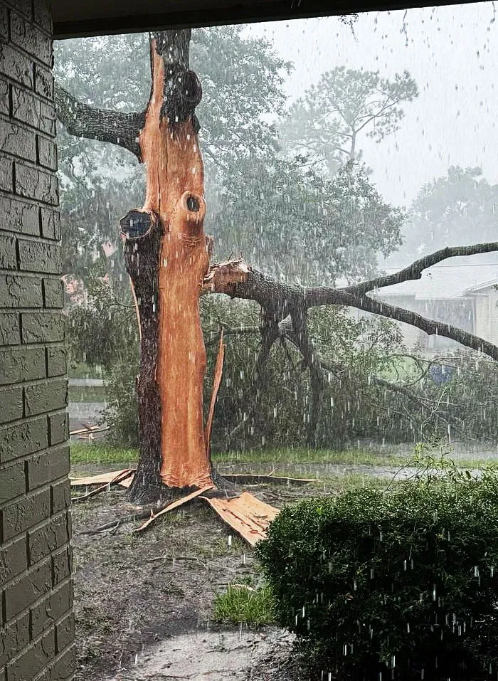 A large tree split and fallen during heavy rain, showcasing nature’s power and wild weather conditions outside a house.