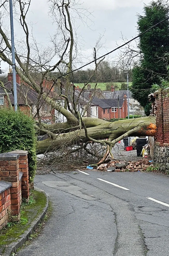 Large fallen tree blocking a suburban road, showcasing nature doing things on its own terms in a residential area.