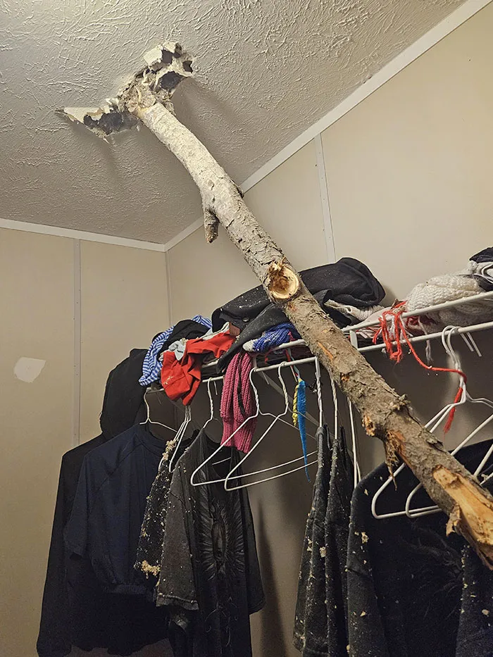 Large tree branch puncturing ceiling of a closet filled with clothes, showing nature's unexpected impact indoors.