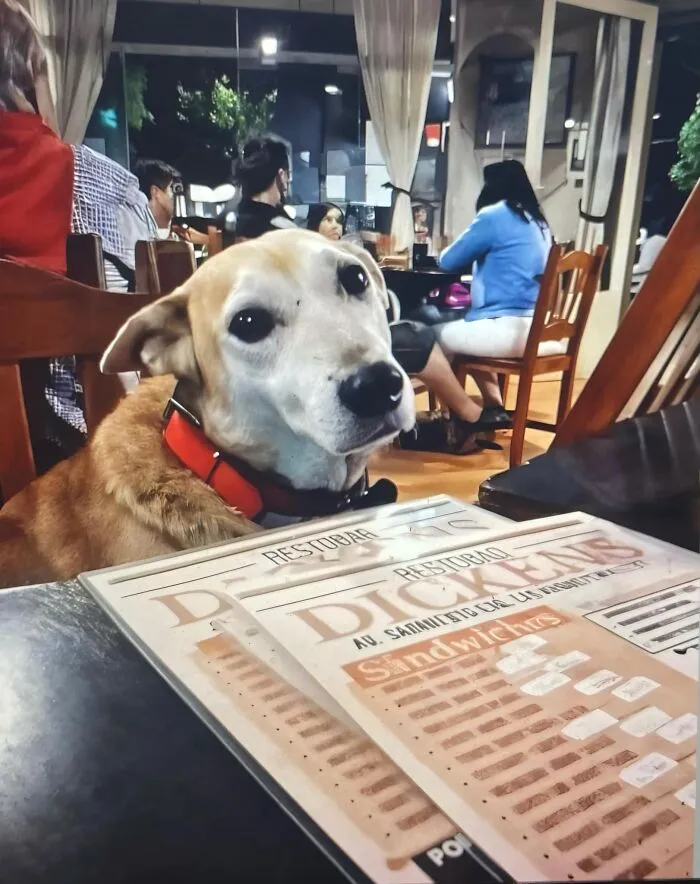 23 Historias reconfortantes que demuestran que no nos merecemos a los animales