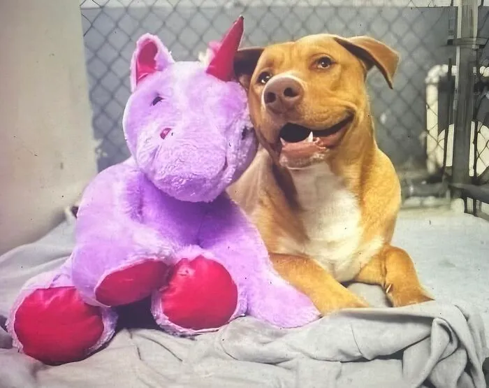 50 Uplifting Posts That Prove We Don’t Deserve Animals, As Shared On This FB Page
