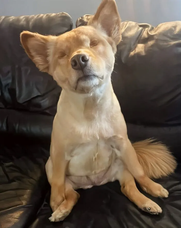 23 Historias reconfortantes que demuestran que no nos merecemos a los animales