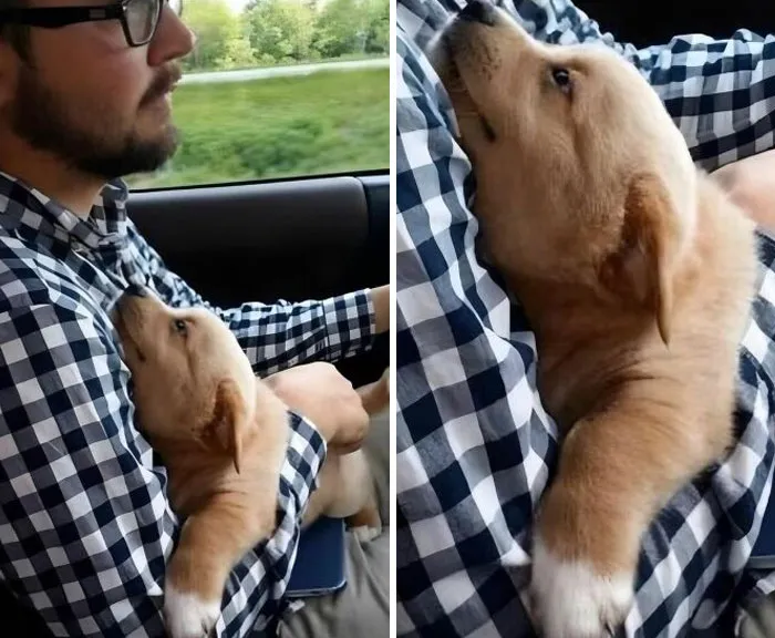 50 Uplifting Posts That Prove We Don’t Deserve Animals, As Shared On This FB Page