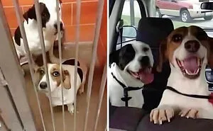 50 Uplifting Posts That Prove We Don’t Deserve Animals, As Shared On This FB Page