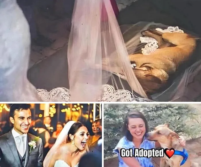 50 Uplifting Posts That Prove We Don’t Deserve Animals, As Shared On This FB Page