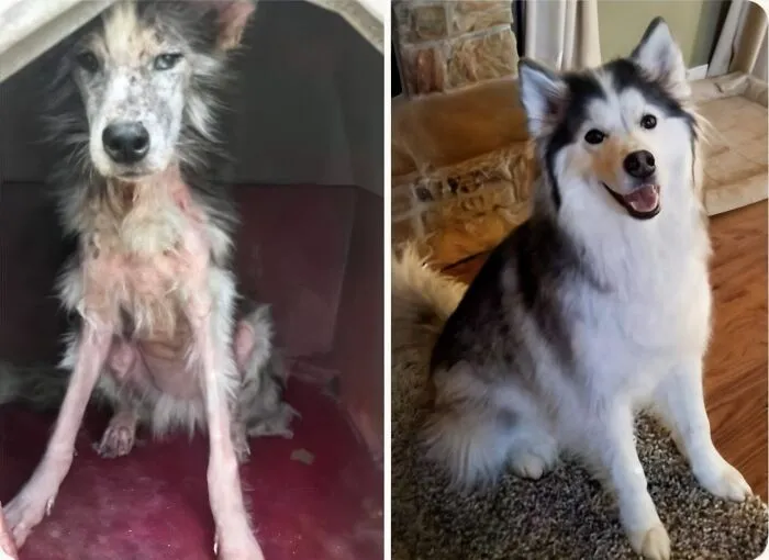 23 Historias reconfortantes que demuestran que no nos merecemos a los animales