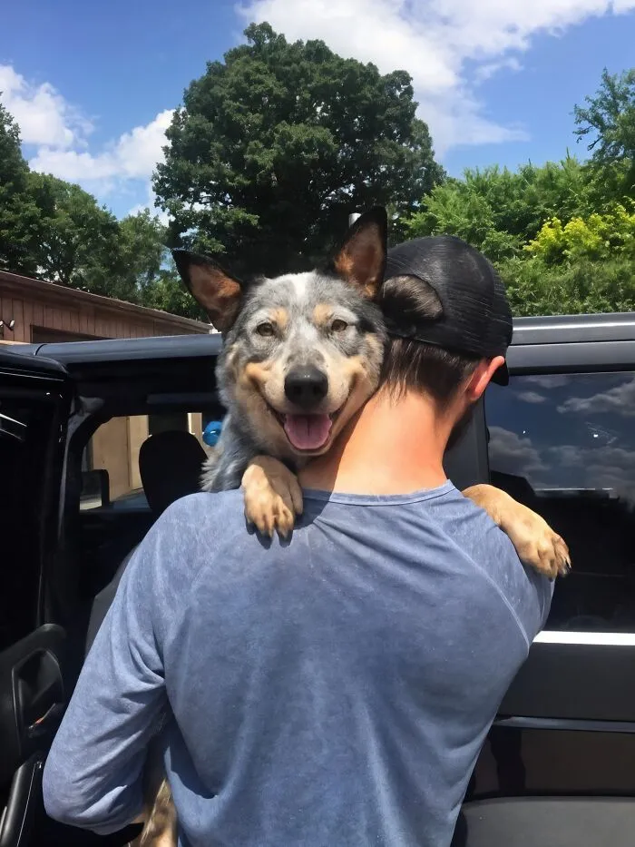 50 Uplifting Posts That Prove We Don’t Deserve Animals, As Shared On This FB Page