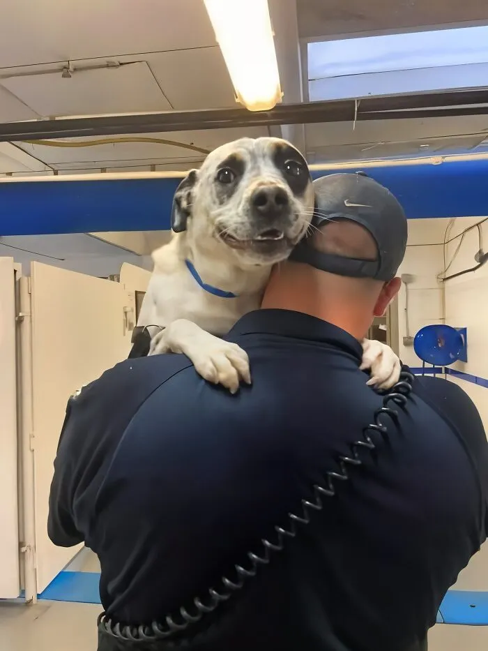 50 Uplifting Posts That Prove We Don’t Deserve Animals, As Shared On This FB Page