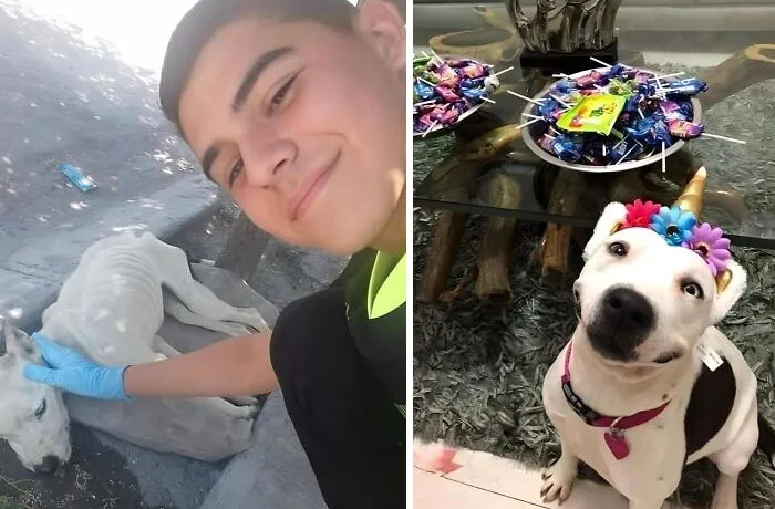 50 Uplifting Posts That Prove We Don’t Deserve Animals, As Shared On This FB Page