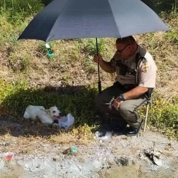 50 Uplifting Posts That Prove We Don’t Deserve Animals, As Shared On This FB Page