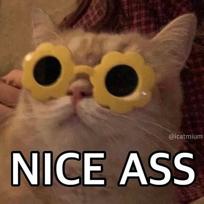 Cat wearing yellow flower-shaped sunglasses with funny relationship meme