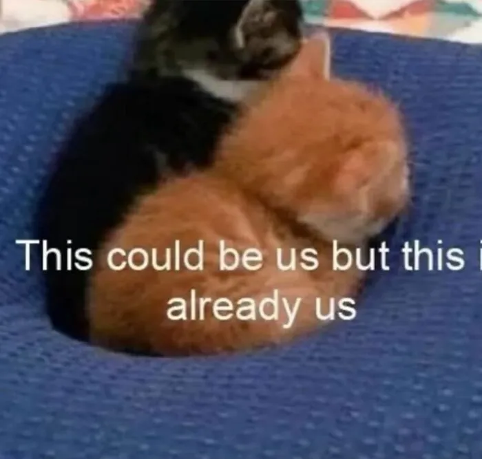 Cute kitten couple meme captioned this could be us but this is already us