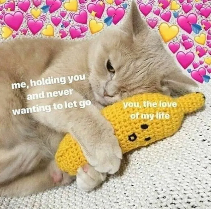 Cat hugging yellow plush with love and relationship meme
