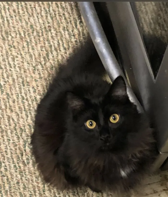 Ash The Poof Poof