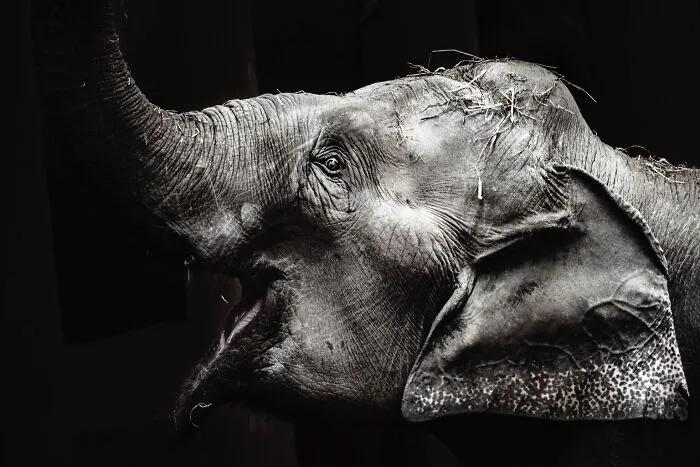 I Captured The Gentle Giants Of Sapporo Maruyama Zoo: Asian Elephants (15 Pics)
