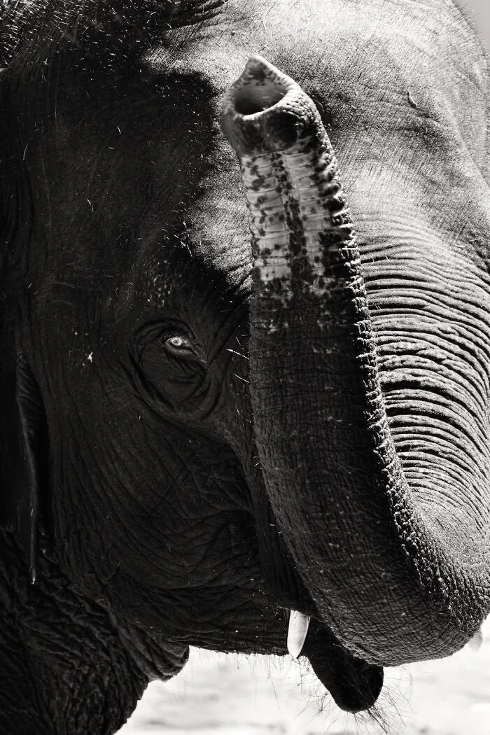 I Captured The Gentle Giants Of Sapporo Maruyama Zoo: Asian Elephants (15 Pics)