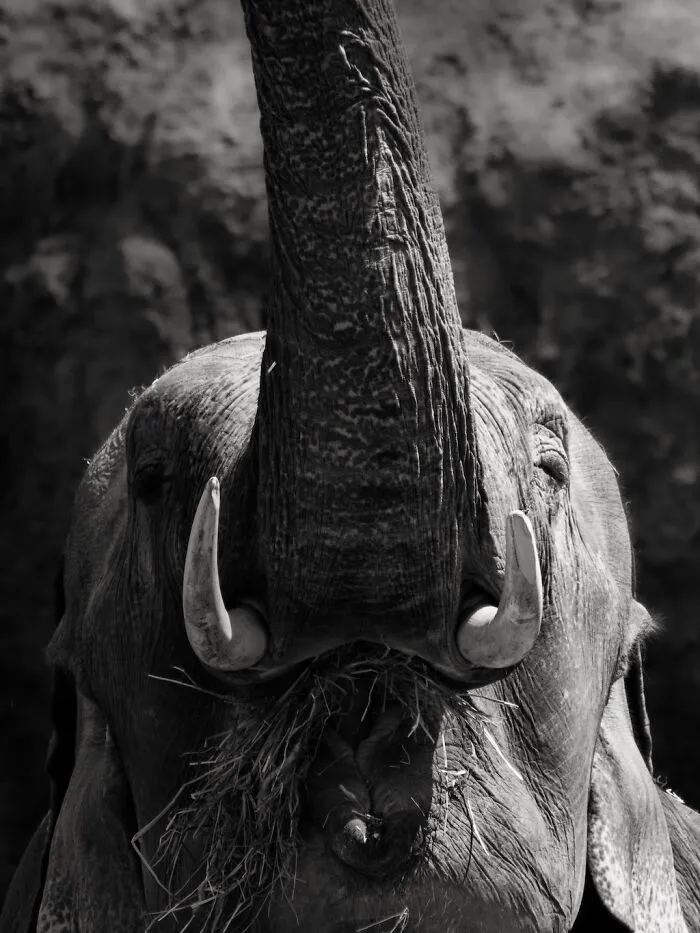 I Captured The Gentle Giants Of Sapporo Maruyama Zoo: Asian Elephants (15 Pics)