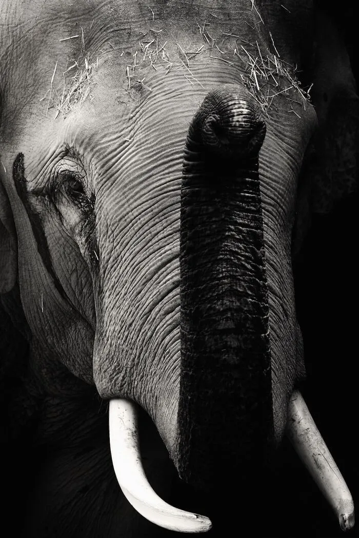 I Captured The Gentle Giants Of Sapporo Maruyama Zoo: Asian Elephants (15 Pics)