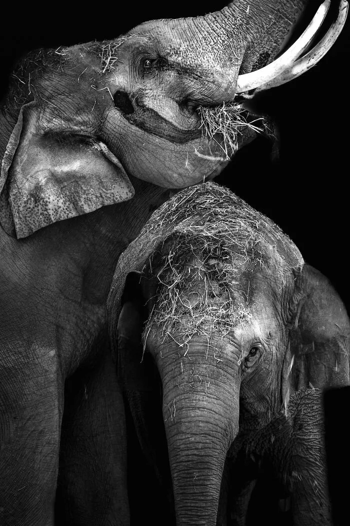 I Captured The Gentle Giants Of Sapporo Maruyama Zoo: Asian Elephants (15 Pics)