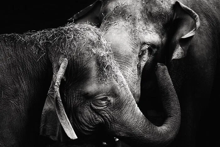 I Captured The Gentle Giants Of Sapporo Maruyama Zoo: Asian Elephants (15 Pics)